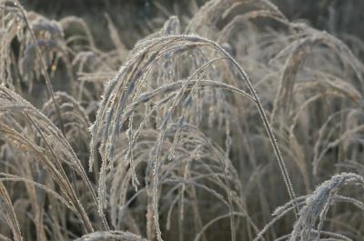 miscanthus flamingo i vinterskrud