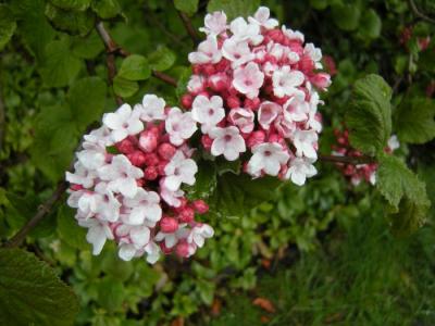 viburnum carlesi aurora