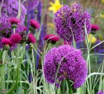 allium purple sensation