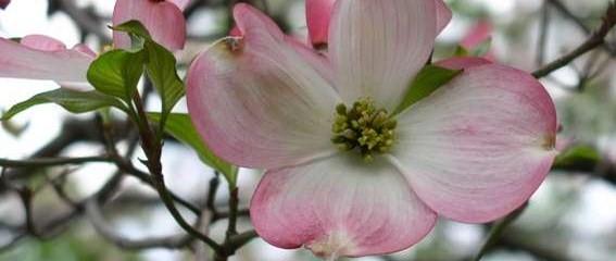 cornus florida cherokee chief